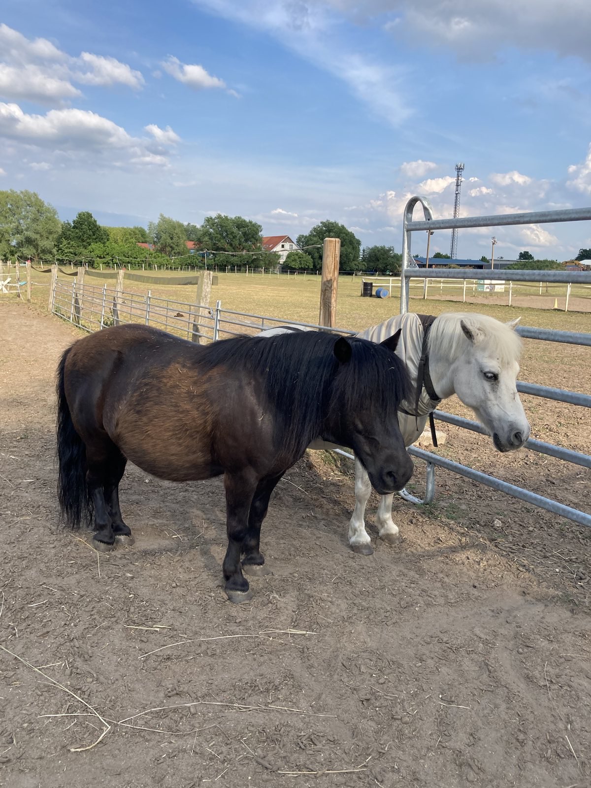Zwei Ponys der Reitschule Sommerwiese am Zaun