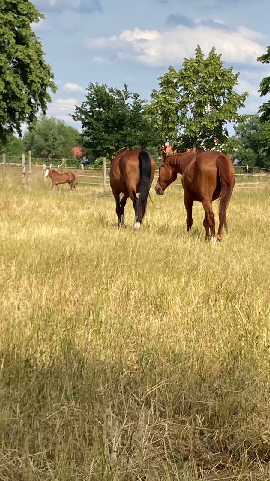 Pferde der Reitschule Sommerwiese auf der Weide